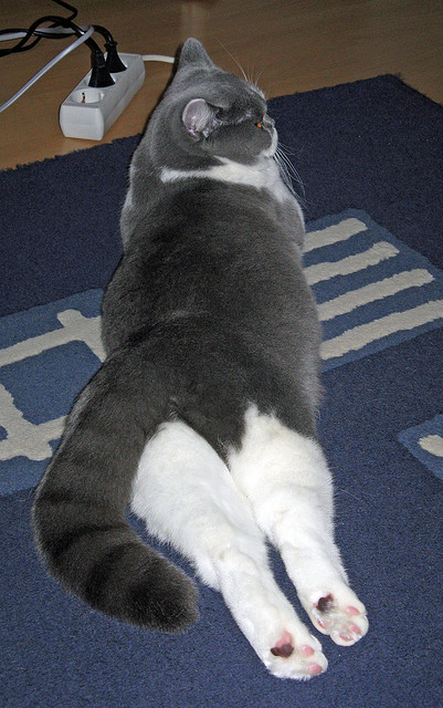 开云·体育官网APP下载-“青少年足球科技水平不断提升，赛事公平可靠”，青少年足球普及