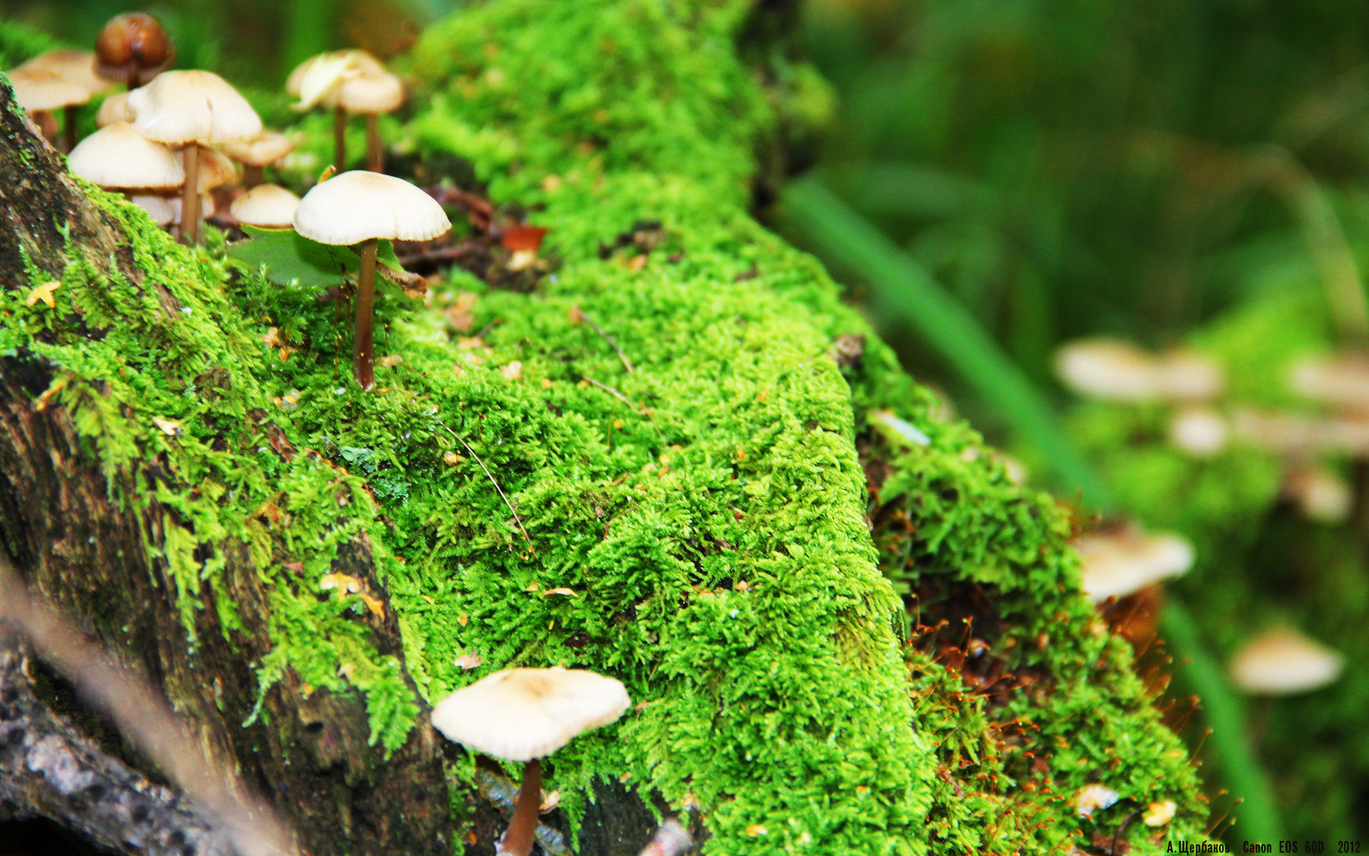 开云·体育官网APP下载-《大奖赛即将开启：全明星阵容耀眼登场》，全明星赛奖项